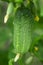 Cucumber on plan, surrounded with green leves and small vegetables in the garden. Selective focus. Vertical. Harvest and