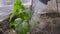 Cucumber plant. Agriculture in the greenhouse.