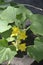 Cucumber Plant. Cucumber yellow flower in bloom