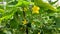 Cucumber plant or Cucumis sativus native from Java with yellow flowers