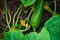 Cucumber plant flower organic field garden close up