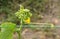 Cucumber plant with Flowers end tendrils