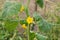 Cucumber plant with Flowers end tendrils