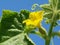 Cucumber plant fragment