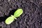 Cucumber plant growing in black earth, organic farming, close up first rounded leaves