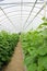 Cucumber plant growing inside greenhouse in farm.