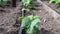 Cucumber plant grown in the garden with drip irrigation. Agriculture in the country.