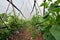 Cucumber plant production, cultural practice