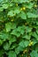 Cucumber plant with tendrils, ovary and flowers