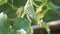 Cucumber plant vegetables and leaves rumbling in the wind in greenhouse