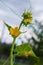 Cucumber Planting, Green Cucumber Growing Farm, Close up