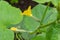 Cucumber Planting, Green Cucumber Growing Farm, Close up