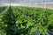 Cucumber plants