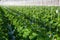 Cucumber plants