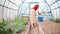 Cucumber plants in greenhouse in summer garden . woman in background in blur watering seedlings