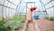 Cucumber plants in greenhouse in summer garden . woman farmer watering seedlings. watering, growing organic food.