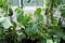 Cucumber plants grown from seed, during the Covid 19 crisis, in March 2020.