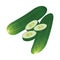 Cucumber realistic vector illustration set