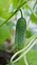 Cucumber ripe on a branch in