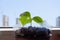 Cucumber seedling against the sky, stand on the windowsill, close-up