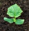 Cucumber seedling. Cucumber leaf