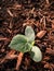 A cucumber seedling emerges from the mulch