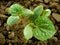 Cucumber seedlings