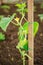 Cucumber seedlings