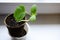 Cucumber seedlings in biodegradable pot on windowsill. Young sprout of cucumber plant