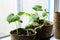 Cucumber seedlings in biodegradable pots on windowsill. Young sprouts of cucumber plant close up