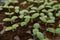 cucumber seedlings on a black soil