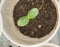 Cucumber seedlings in glasses in a greenhouse. The first leaves