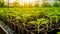 Cucumber seedlings in a greenhouse. production of Salad Products, a low-calorie tasty vegetable for a healthy snack