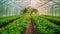 Cucumber seedlings in a greenhouse. production of Salad Products, a low-calorie tasty vegetable for a healthy snack