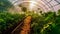 Cucumber seedlings in a greenhouse. production of Salad Products, a low-calorie tasty vegetable for a healthy snack