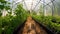 Cucumber seedlings in a greenhouse. production of Salad Products, a low-calorie tasty vegetable for a healthy snack