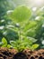 Cucumber seedlings growing in the ground,