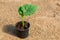 Cucumber seedlings in a peat pot for growing. Growing vegetables in a greenhouse.