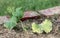 Cucumber seedlings transplanted early in the wild.