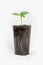 Cucumber seedlings with visible roots in transparent pot isolated on white background