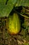 Cucumber seeds and plants in your home vegetable garden