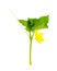 Cucumber shoot with green leaves and yellow flower.