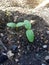 cucumber shoots that will grow