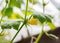 Cucumber shoots and a yellow flower