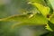 Cucumber spider green waiting in its web