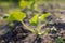 Cucumber sprout in the garden in the spring