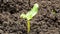 Cucumber sprout sprouts from the ground, time lapse, macro