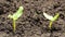 Cucumber sprout sprouts from the ground, time lapse, macro