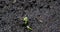 Cucumber sprout sprouts from the ground, time lapse, macro