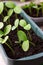 Cucumber sprouts in the box on the window sill